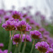 Sea Thrift - Photo (c) Randi Hausken, some rights reserved (CC BY-NC)