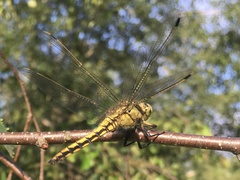 Orthetrum cancellatum