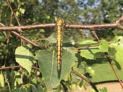 Orthetrum cancellatum