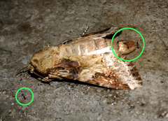 Monomorium floricola