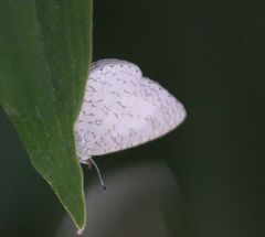 Spalgis lemolea lemolea