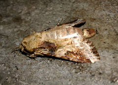 Monomorium floricola