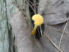 Cyptotrama chrysopepla