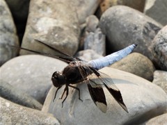 Plathemis lydia