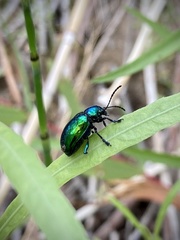 Chrysochus