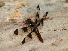 Plathemis lydia