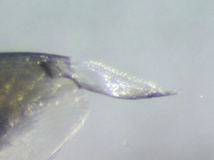 Picripleuroxus striatus