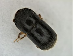 Xylosandrus compactus