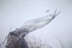 Picripleuroxus striatus