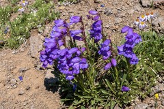 Penstemon hallii