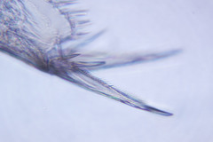 Picripleuroxus striatus