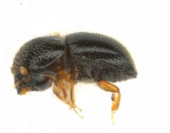 Xylosandrus compactus