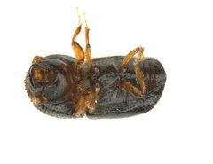 Xylosandrus compactus