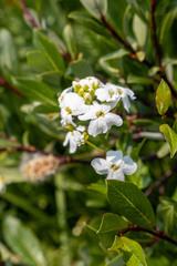 Cardamine cordifolia