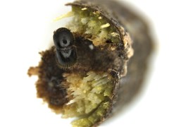 Xylosandrus compactus