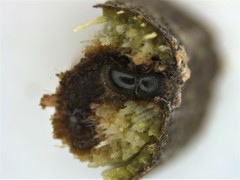 Xylosandrus compactus