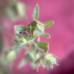 Potentilla rivalis