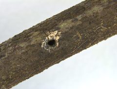 Xylosandrus compactus