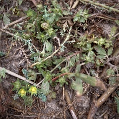 Potentilla rivalis