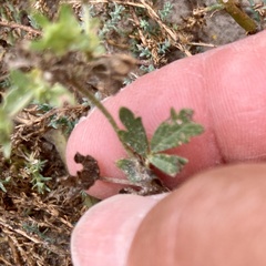 Potentilla rivalis