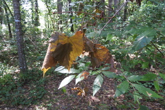 Xylosandrus compactus