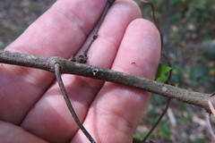 Xylosandrus compactus