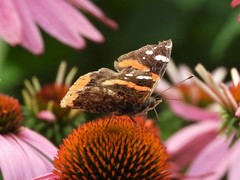 Vanessa atalanta