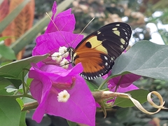 Heliconius ismenius metaphorus