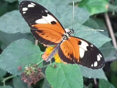 Heliconius ismenius metaphorus