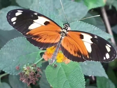 Heliconius ismenius metaphorus