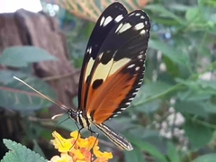 Heliconius ismenius metaphorus