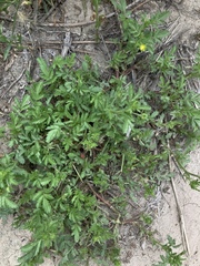 Potentilla rivalis