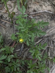 Potentilla rivalis