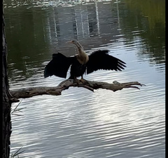 Anhinga