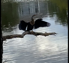 Anhinga