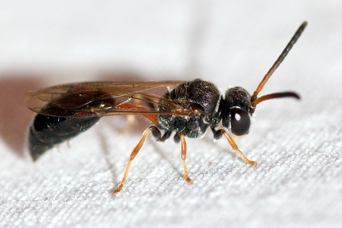 Psen erythropoda