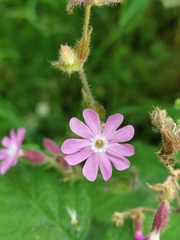 Silene × hampeana