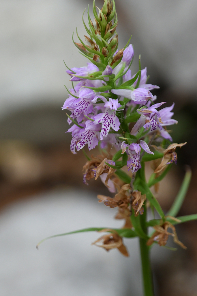 Dactylorhiza saccifera (Brongn.) Soó