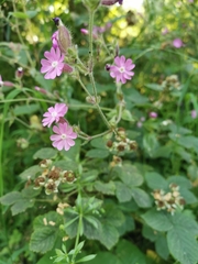 Silene × hampeana