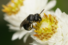 Hylaeus mesillae cressoni