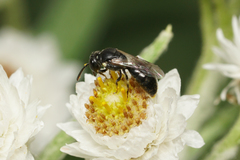 Hylaeus mesillae cressoni
