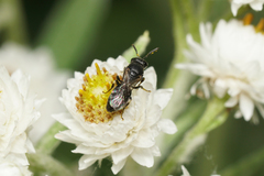 Hylaeus mesillae cressoni