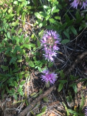 Monardella purpurea