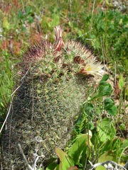 Mammillaria dioica