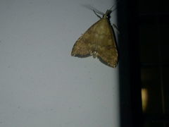 Udea fulvalis