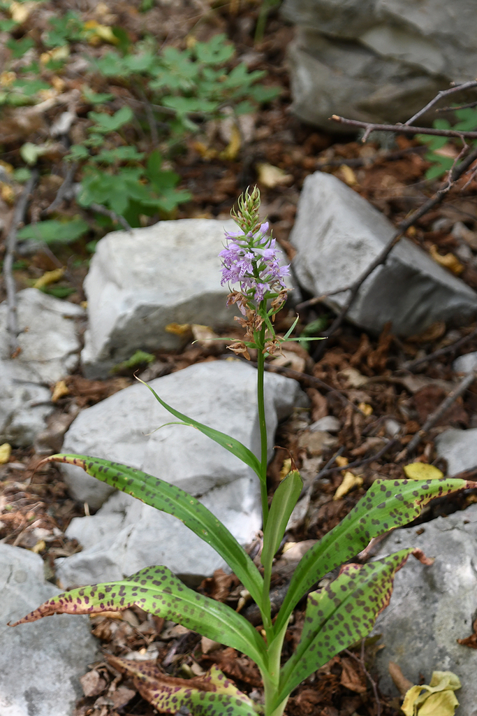 Dactylorhiza saccifera (Brongn.) Soó 2