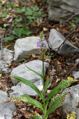 Dactylorhiza saccifera