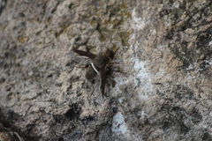 Exoprosopa rostrifera