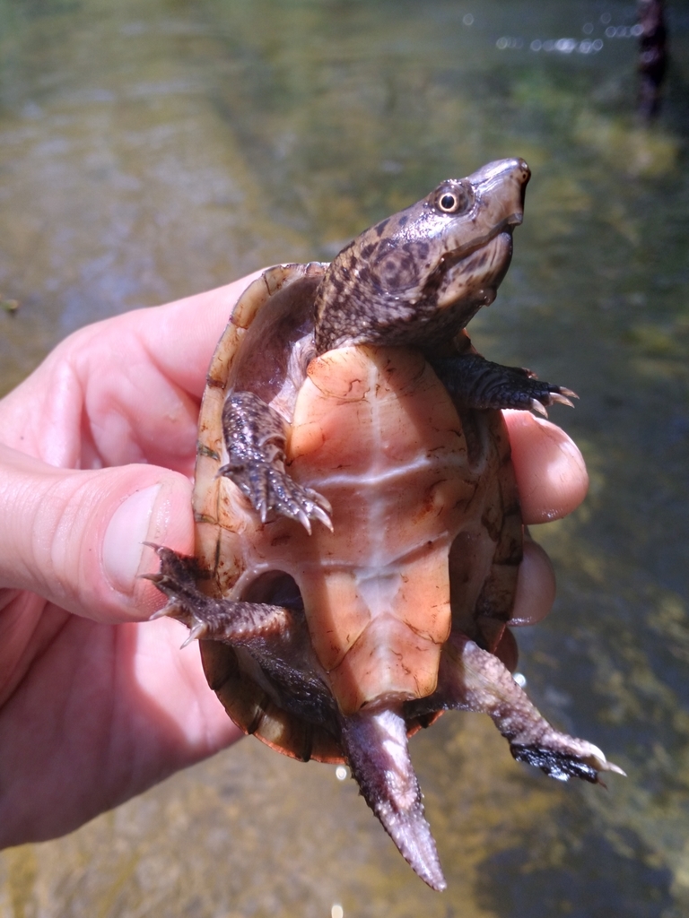 Intermediate Musk Turtle