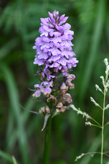 Dactylorhiza saccifera